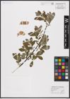 Foto von Salix aurita L. x Salix cinerea L.
